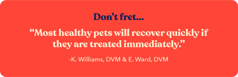 How to Cool Down a Dog 10 Different Ways This Summer 2 Quote from K. Williams, DVM about how most healthy pets will recover from heat exhaustion if they are treated immediately