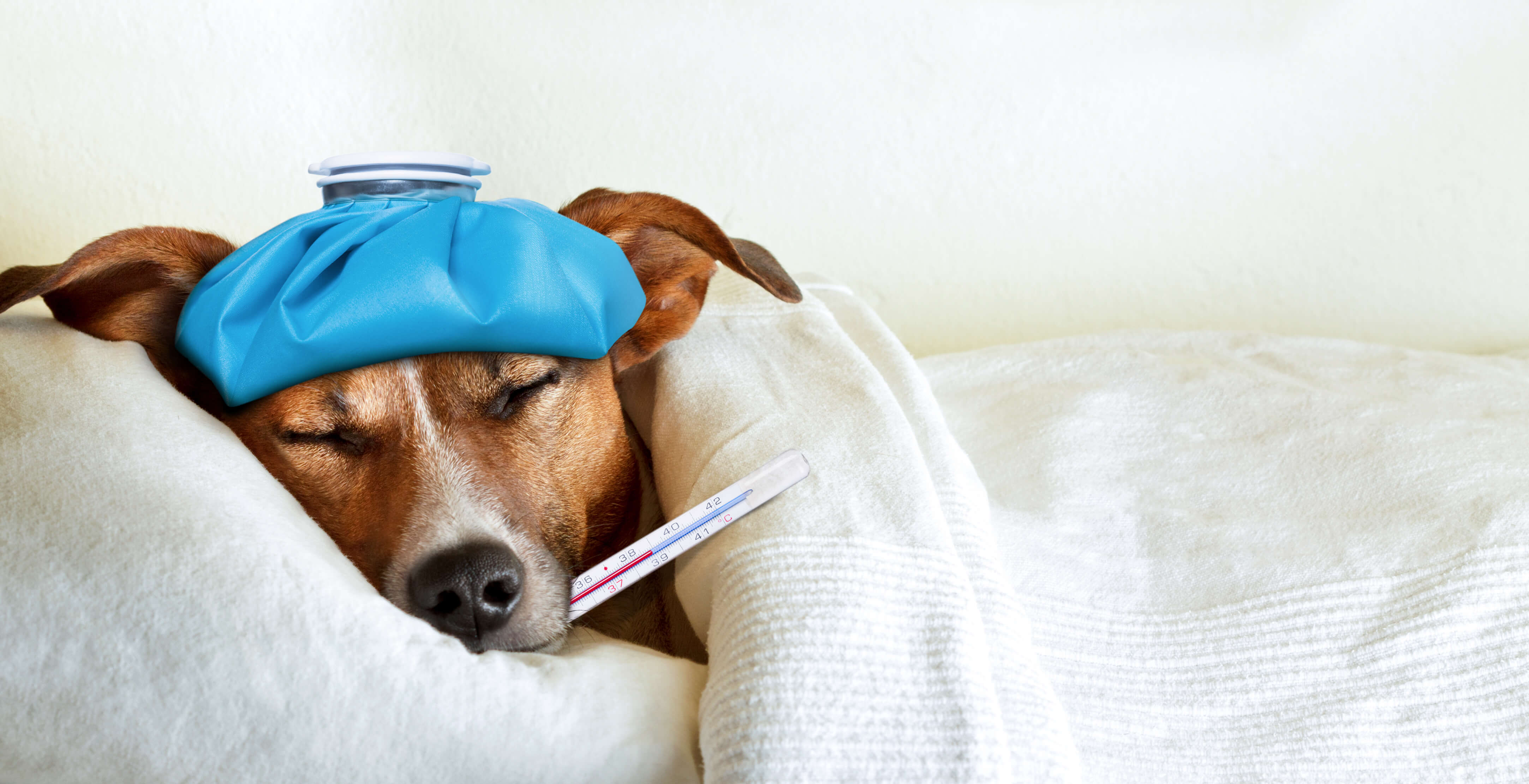 What Can I Give My Dog For Pain Relief? 4 sick dog laying down