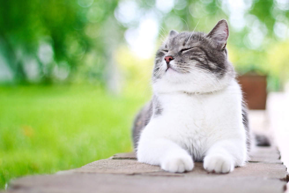 Why is my Cat Lethargic? 5 keeping your cat happy and healthy