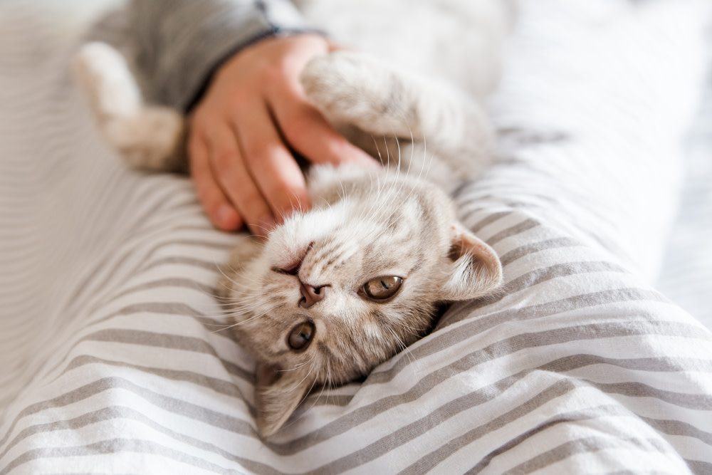 Four Ways To Soothe Your Grieving Cat 3 Ways to Help Your Grieving Cat