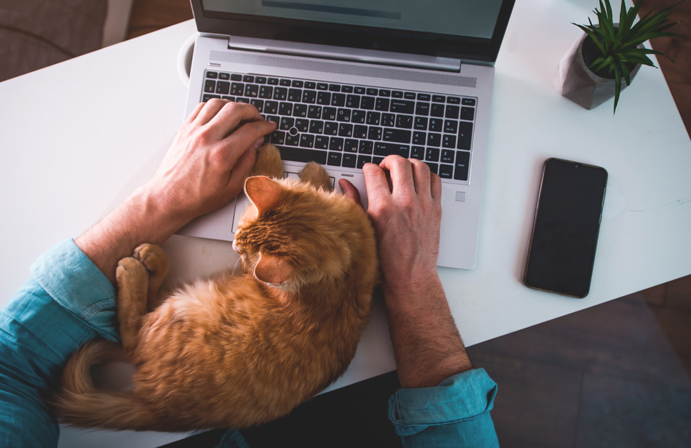 Four Ways To Soothe Your Grieving Cat 2 Signs of a Grieving Cat