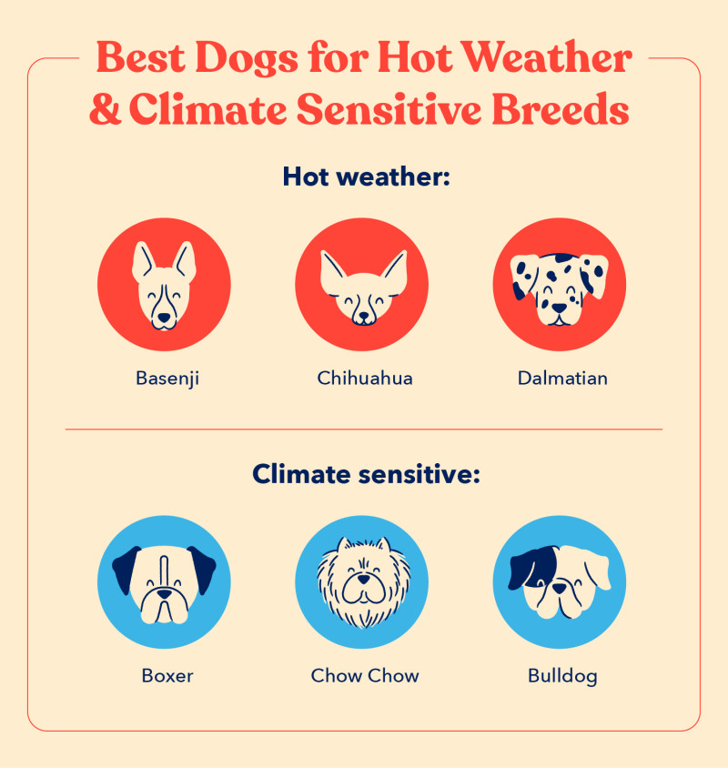 How to Cool Down a Dog 10 Different Ways This Summer 5 A list of the best dogs for hot weather and climate sensitive breeds
