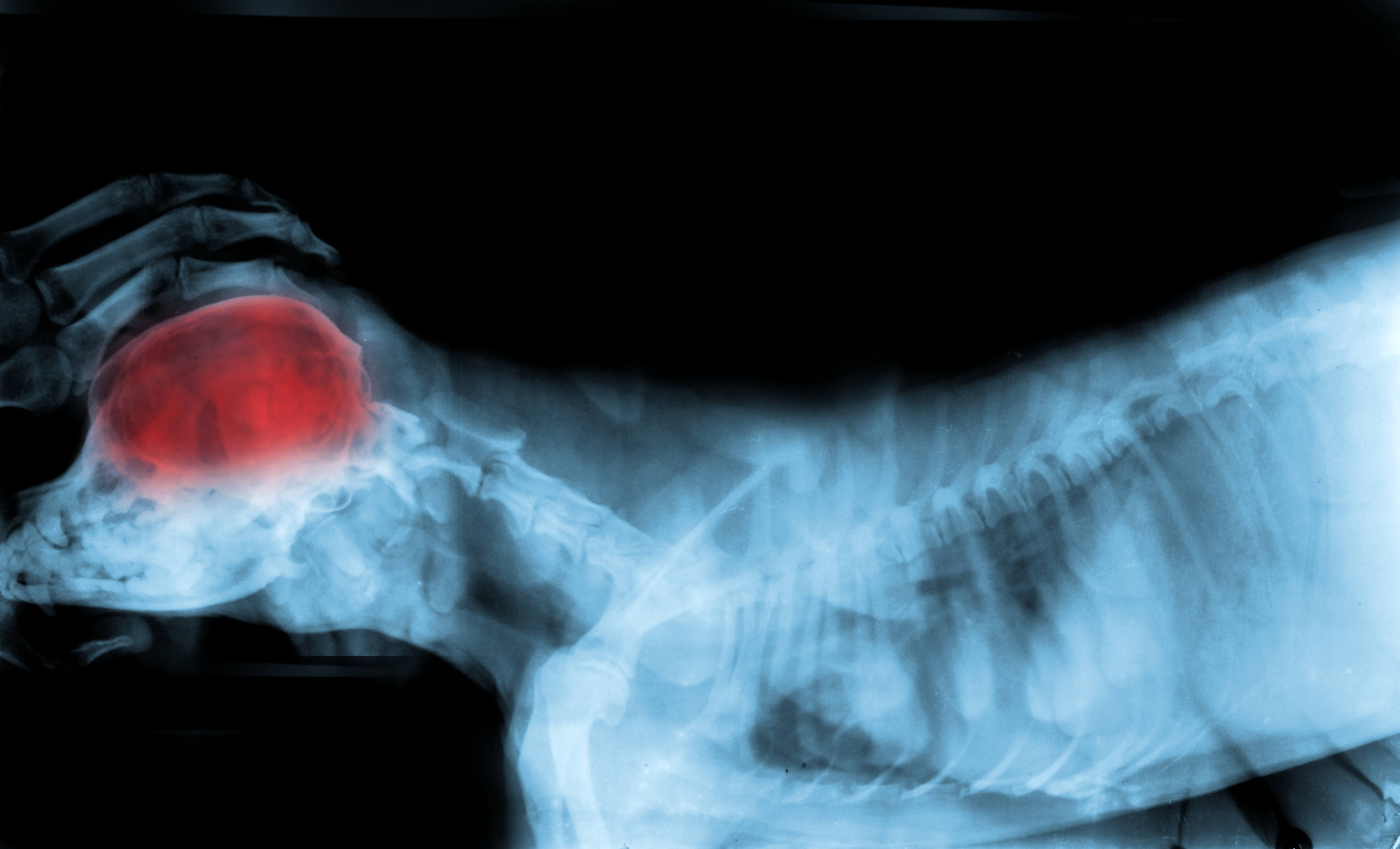 Dog Seizures: A Guide To Helping Your Pup 4 x-ray of dog brain
