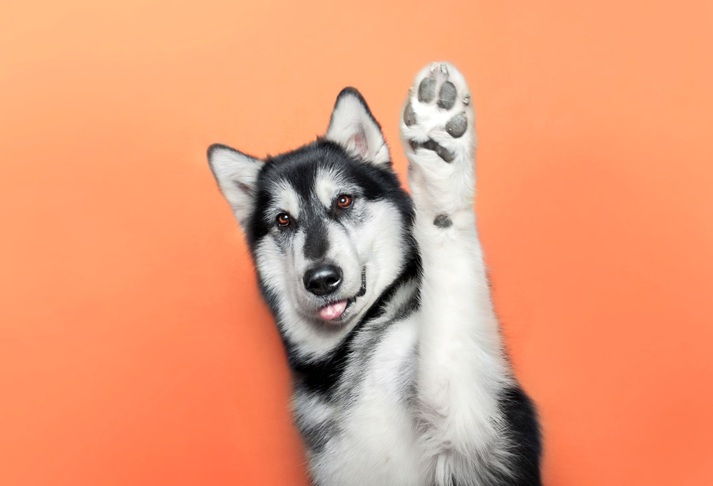 Everything You Need to Know About CBD Dog Treats For Arthritis 3 Benefits of CBD Treats for Dogs