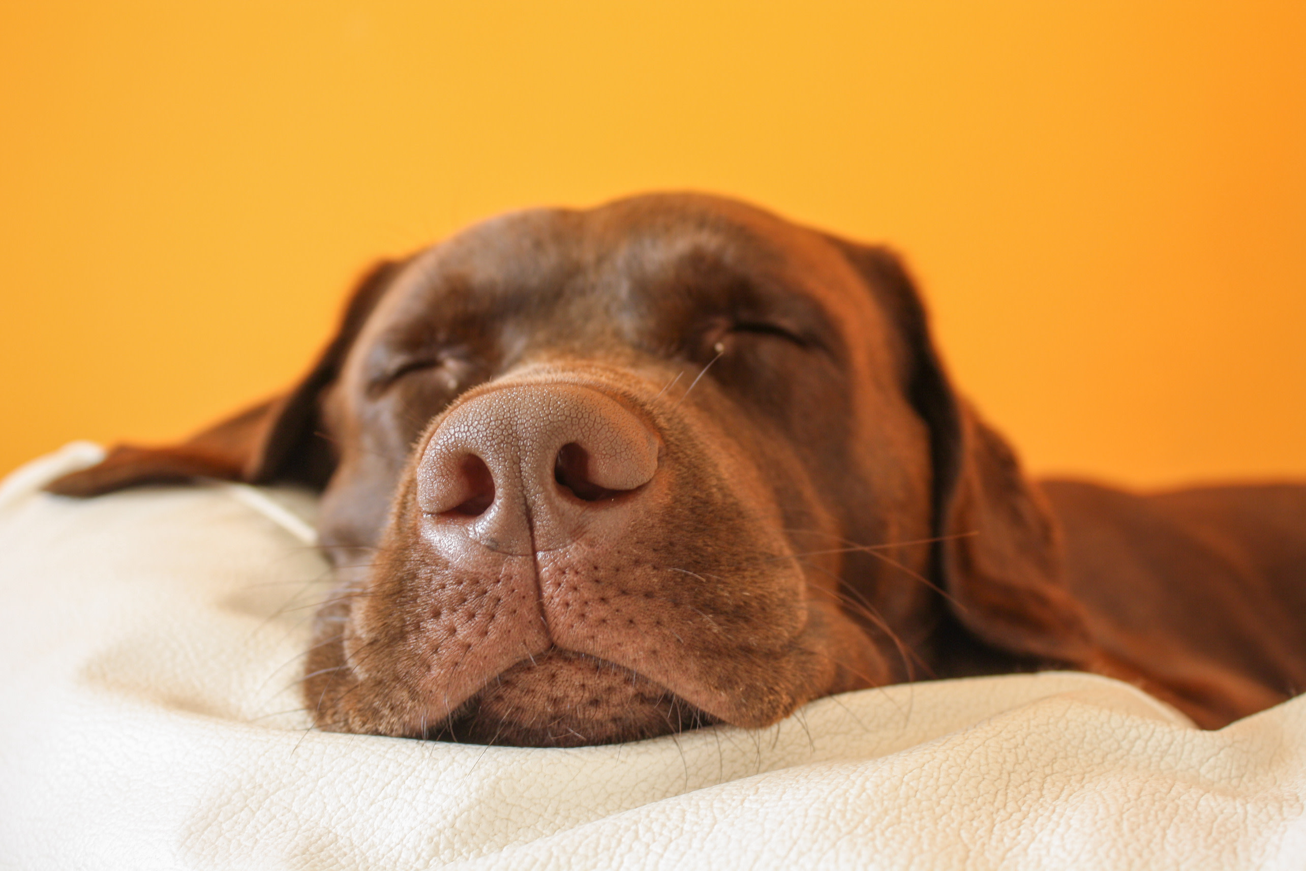 The Amazing CBD Benefits for Dogs 5 CBD oil for stressed dogs