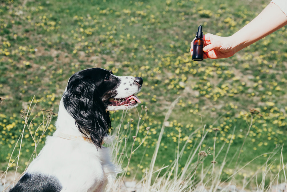 CBD Oil For Dogs With Cancer: A Holistic Option 3 dog with cbd oil