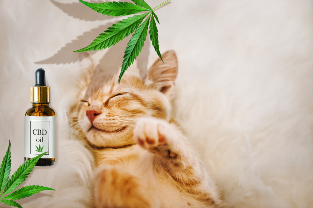 Chewy CBD Cat Treats - CBD For Cats