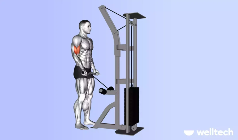 https://welltechdev.wpengine.com/wp-content/uploads/2024/12/Cable-curl-what-muscles-does-the-bicep-curl-work-992x586.webp