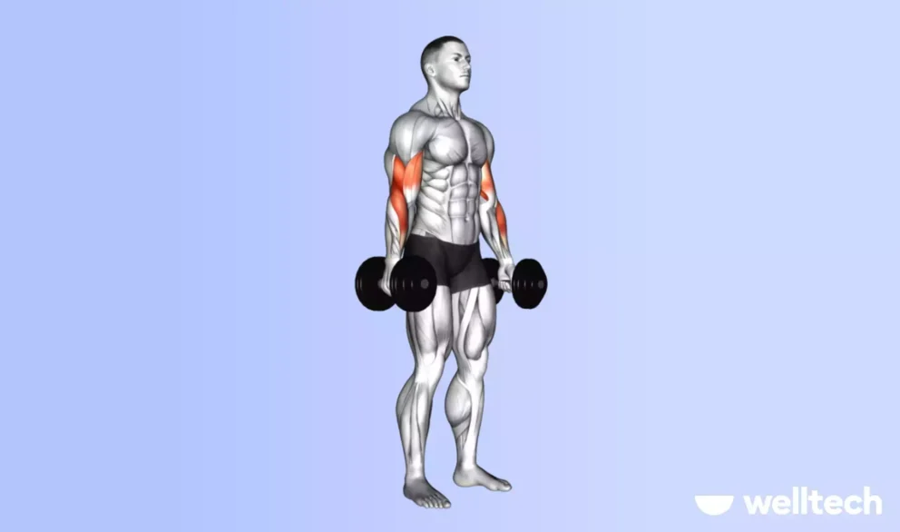 https://welltechdev.wpengine.com/wp-content/uploads/2024/12/Dumbbell-curl-what-muscles-does-the-bicep-curl-work-992x586.webp