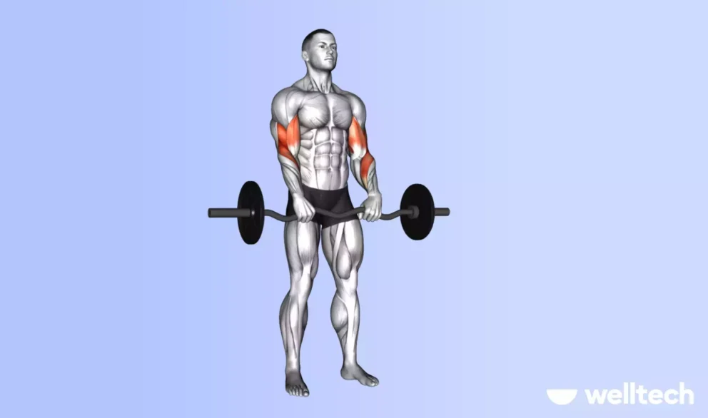 https://welltechdev.wpengine.com/wp-content/uploads/2024/12/Barbell-reverse-curl-what-muscles-does-the-bicep-curl-work-992x586.webp