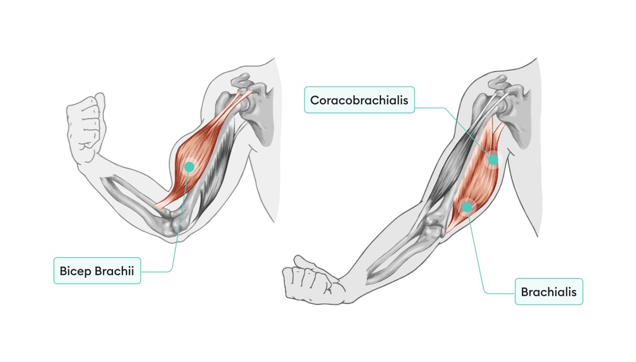 https://welltechdev.wpengine.com/wp-content/uploads/2022/08/bicep-workout-muscles-min.jpg