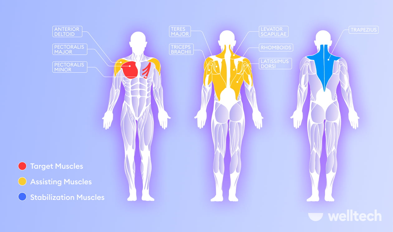 https://welltechdev.wpengine.com/wp-content/uploads/2022/09/chest-dips-muscles-worked_what-muscles-do-dips-work.jpg
