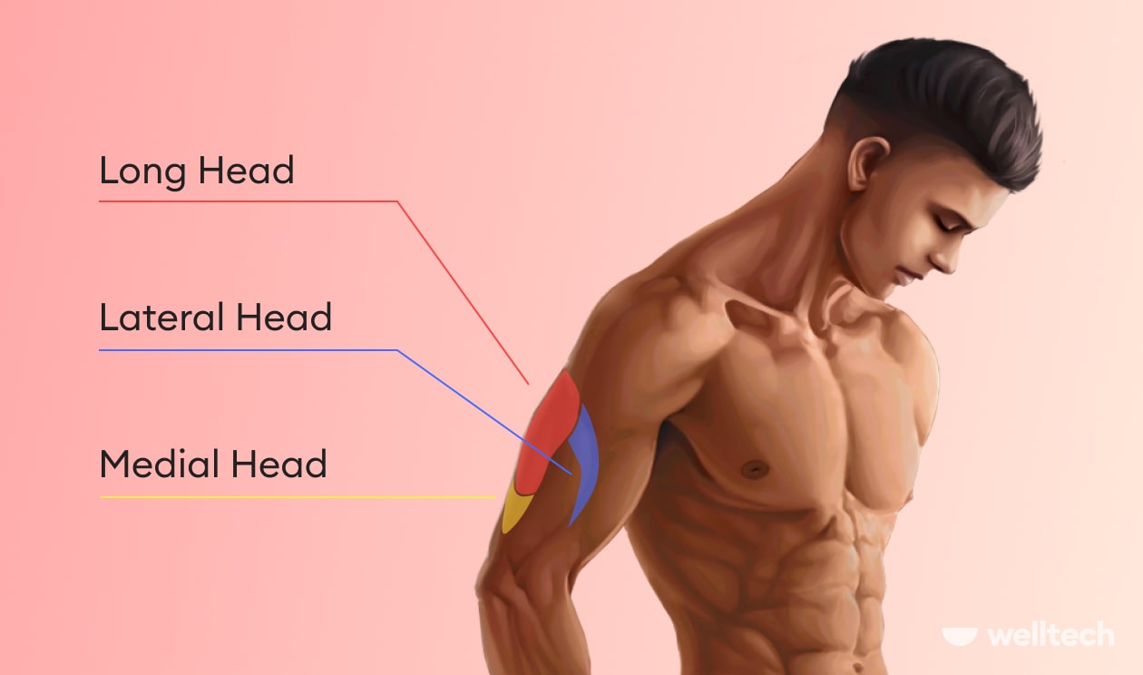 https://welltechdev.wpengine.com/wp-content/uploads/2022/07/triceps-muscle-min.jpg