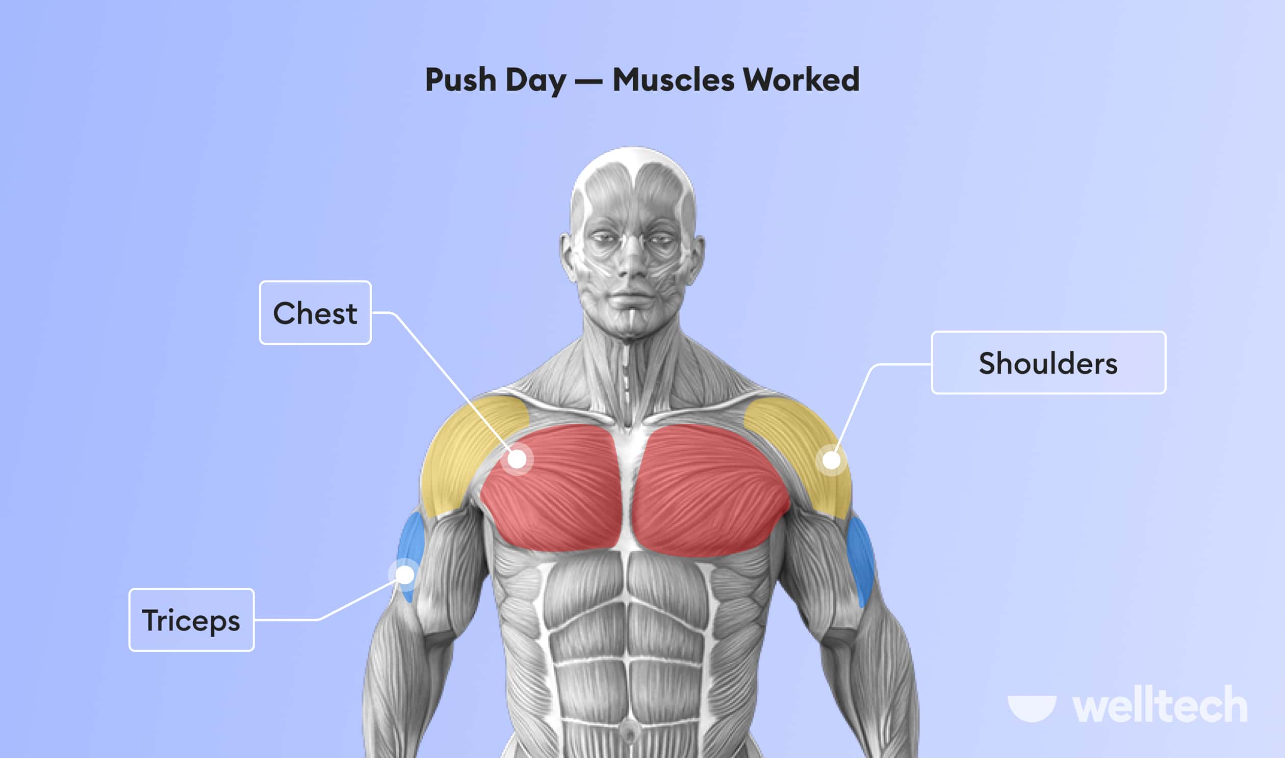 https://welltechdev.wpengine.com/wp-content/uploads/2023/09/push-workout-muscles-worked.jpg