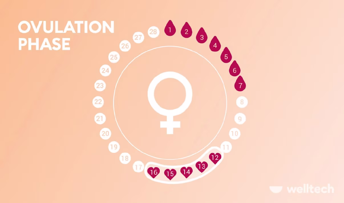Understanding The Ovulation Phase: Symptoms, Foods To Eat, And How It Affects Mood