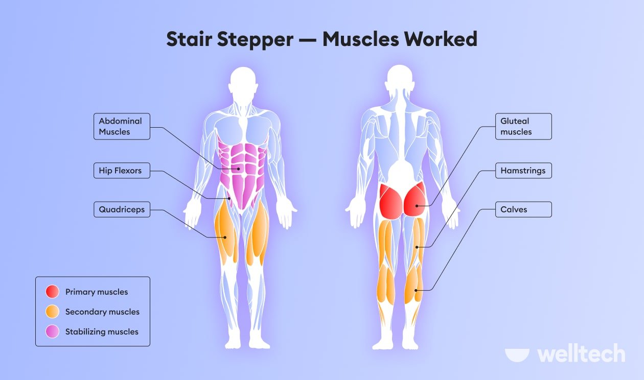 https://welltechdev.wpengine.com/wp-content/uploads/2023/06/Stair-Stepper-Muscles-Worked.jpg
