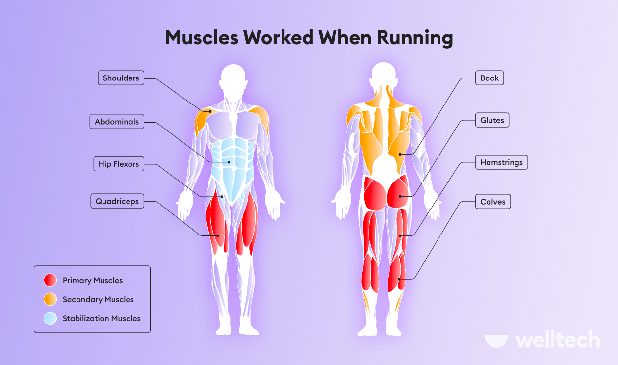 https://welltechdev.wpengine.com/wp-content/uploads/2023/09/muscles-worked-when-running-min.png