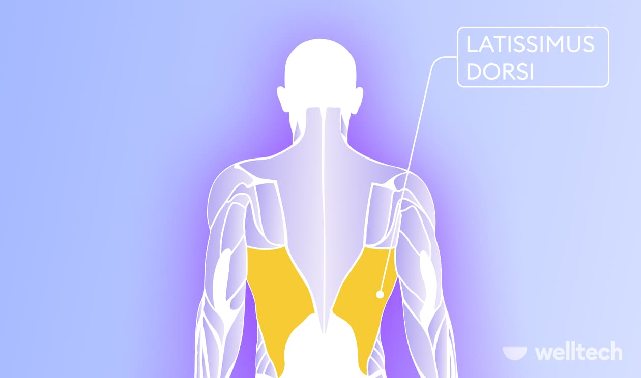https://welltechdev.wpengine.com/wp-content/uploads/2022/12/lats_latissimus-dorsi_yoga-for-lats-and-traps.jpg