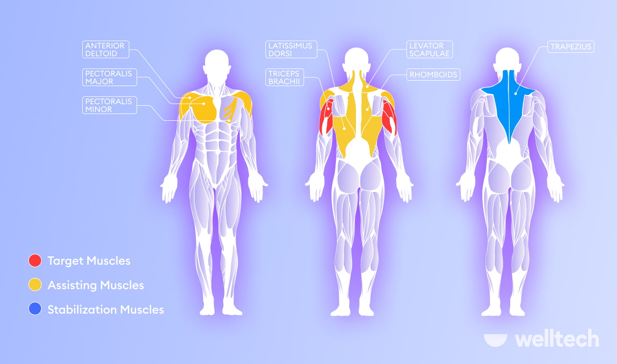 https://welltechdev.wpengine.com/wp-content/uploads/2022/09/triceps-dips-muscles-worked_what-muscles-do-dips-work.jpg