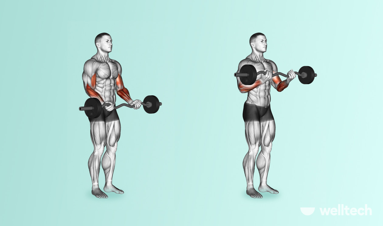 https://welltechdev.wpengine.com/wp-content/uploads/2022/09/Standing-Barbell-Curl_chest-and-bicep-workout.jpg