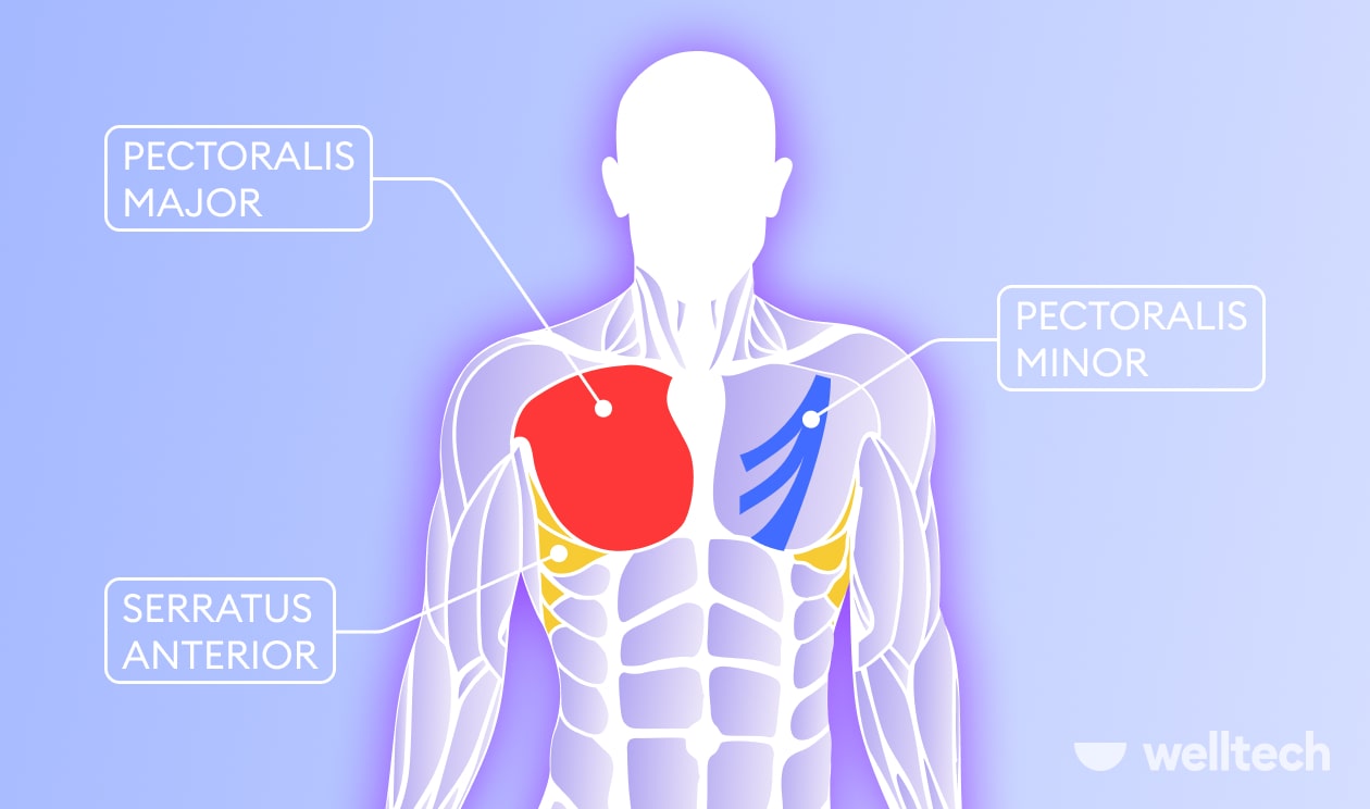https://welltechdev.wpengine.com/wp-content/uploads/2022/12/chest-muscle-anatomy_inner-chest-workout.jpg