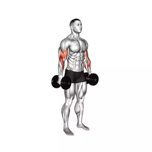 https://welltechdev.wpengine.com/wp-content/uploads/2023/10/8_Bicep-curl.webp