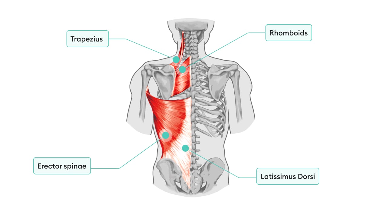 https://welltechdev.wpengine.com/wp-content/uploads/2022/08/back-workout-muscles-min.jpg