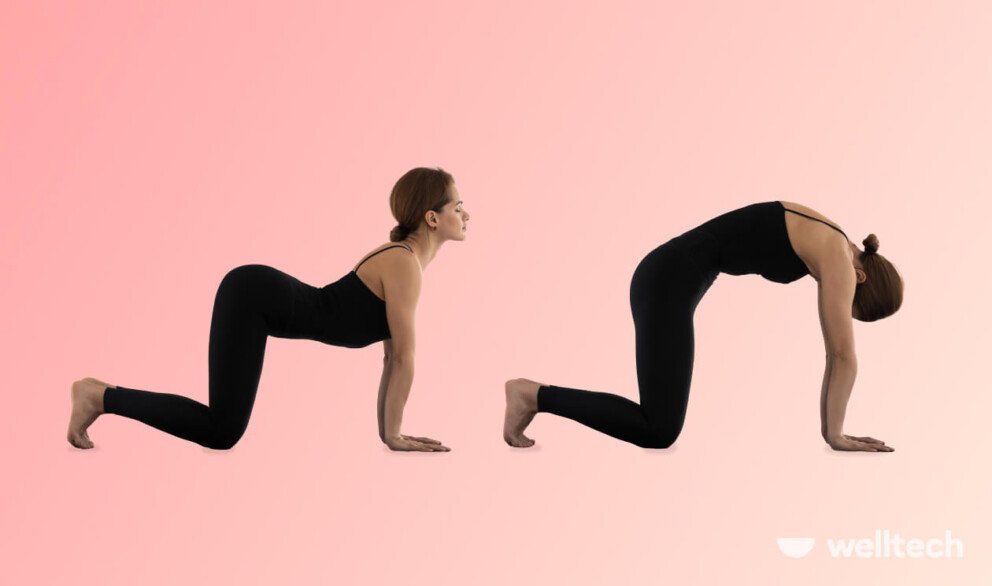 https://welltechdev.wpengine.com/wp-content/uploads/2025/02/Cat-Cow-Pose-992x586.jpg