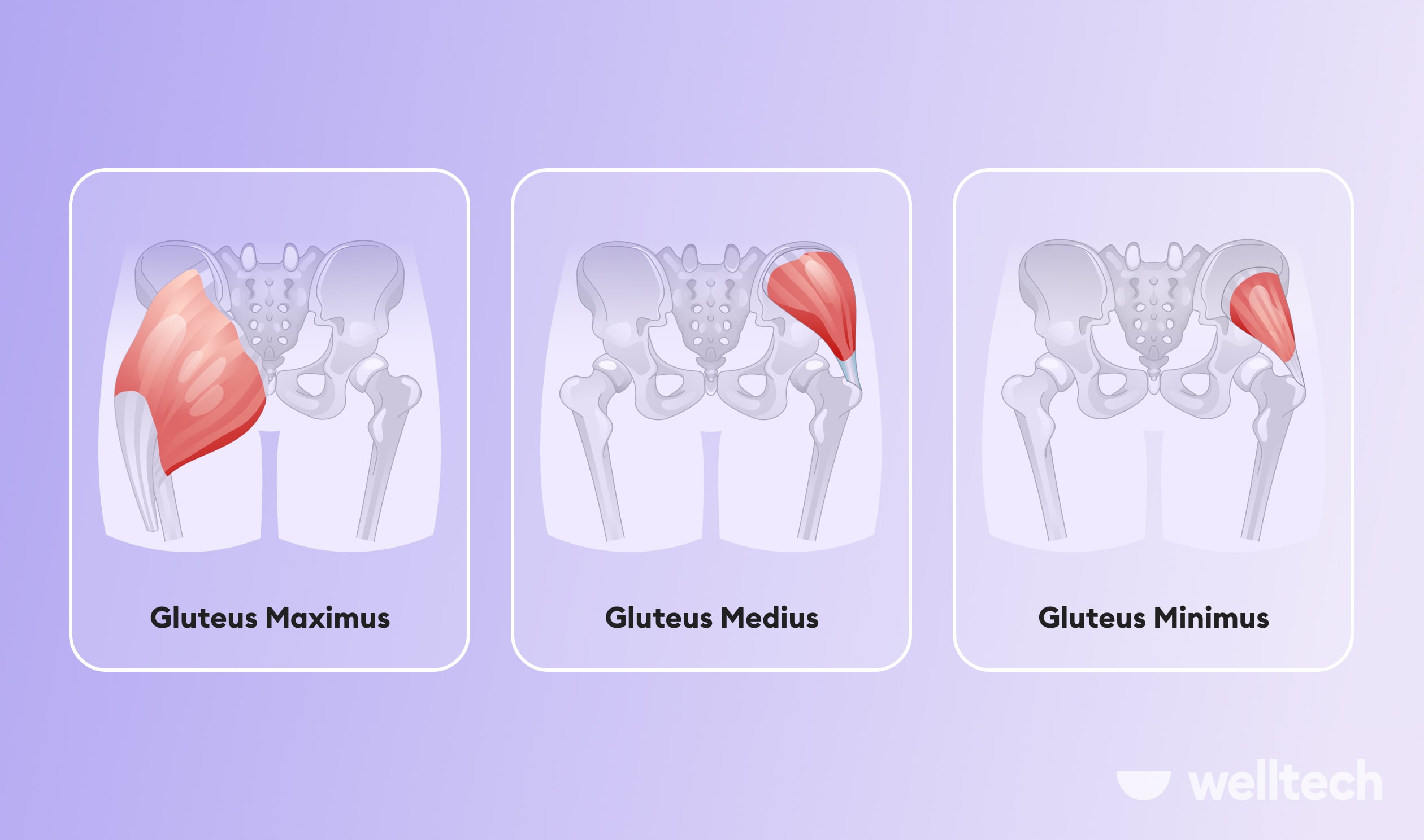 https://welltechdev.wpengine.com/wp-content/uploads/2023/08/glutes-anatomy_side-glute-exercises-min.jpg