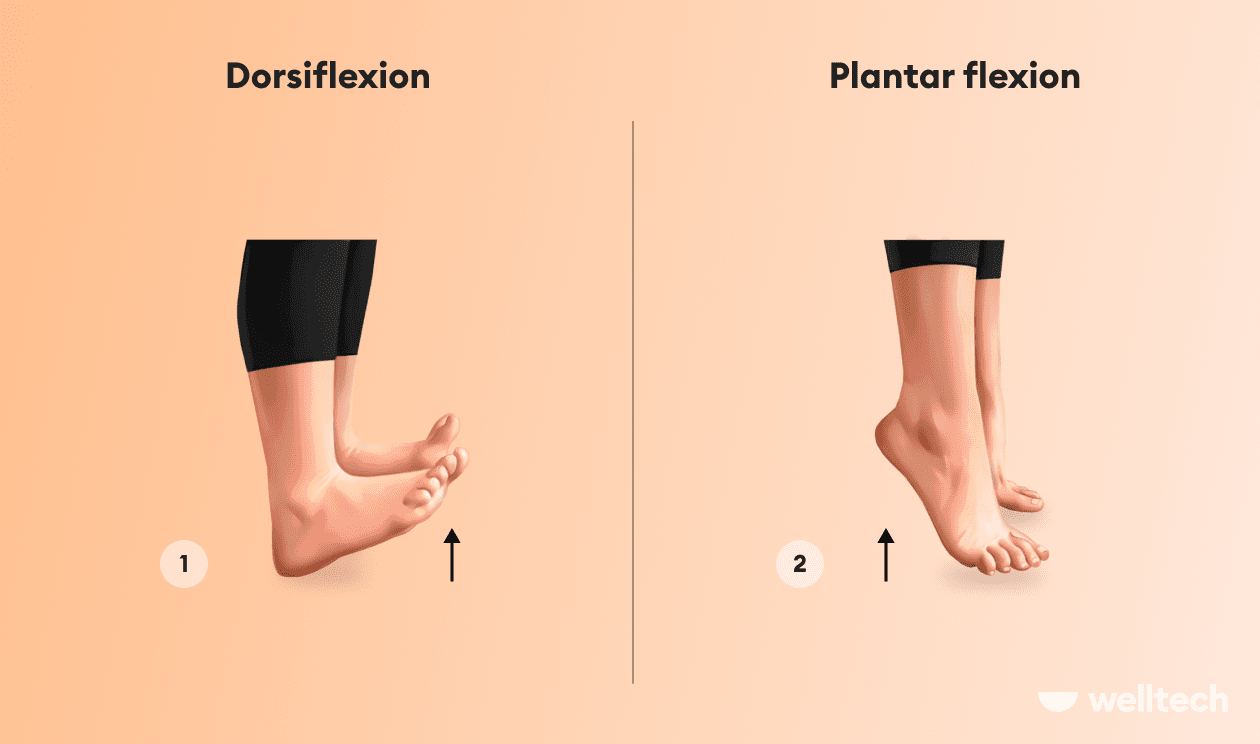 https://welltechdev.wpengine.com/wp-content/uploads/2022/10/Dorsiflexion-and-Plantar-flexion_ankle-mobility-exercises.png
