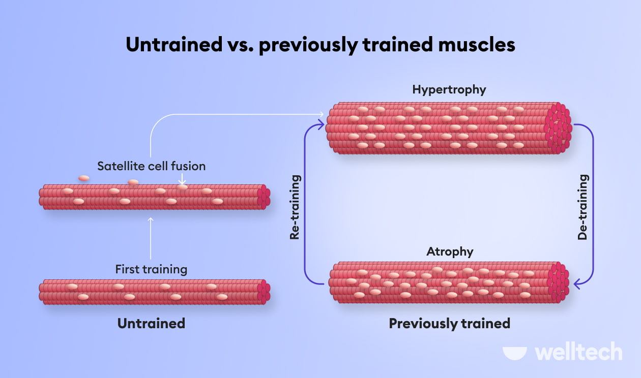 https://welltechdev.wpengine.com/wp-content/uploads/2022/08/How-to-build-muscle-and-lose-weight-at-the-same-time-min-1.jpg
