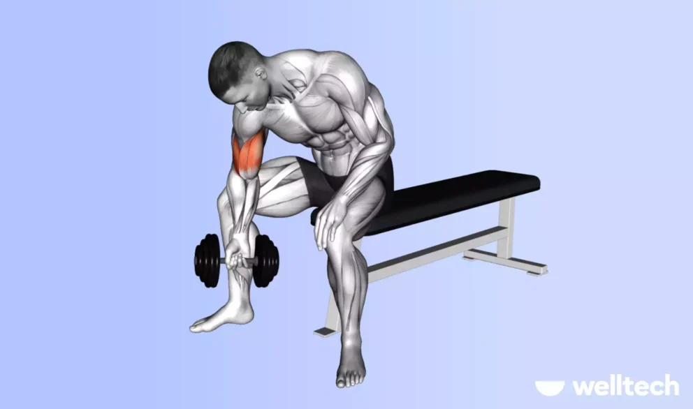 https://welltechdev.wpengine.com/wp-content/uploads/2024/12/Concentration-curl-right-what-muscles-does-the-bicep-curl-work-992x586.webp