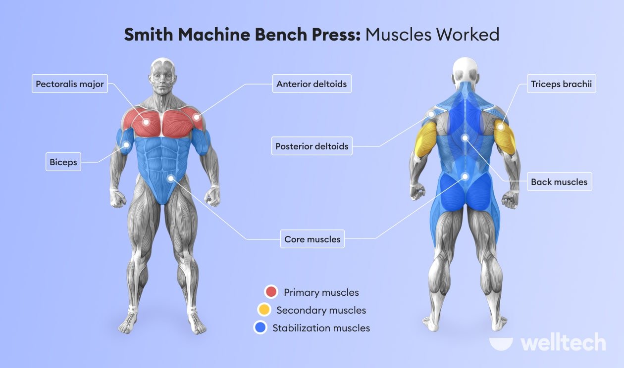 https://welltechdev.wpengine.com/wp-content/uploads/2023/03/smith-machine-bench-press_muscles-worked.jpg