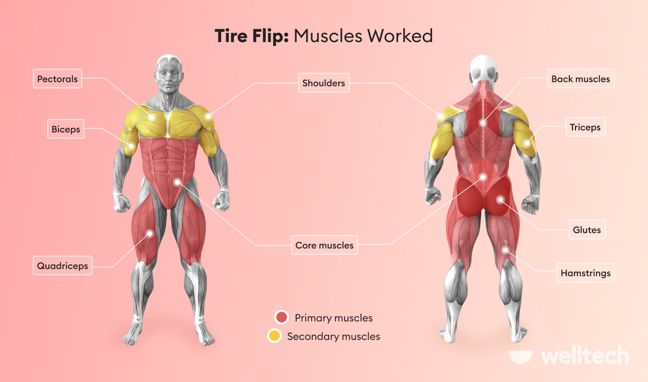 https://welltechdev.wpengine.com/wp-content/uploads/2023/02/tire-flip-muscles-worked.jpg