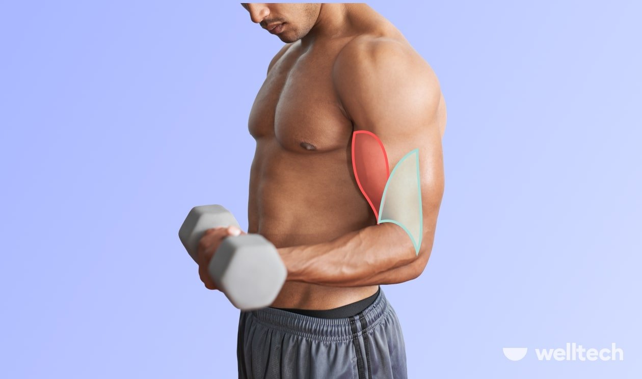What Muscles Does Bicep Curl Work?