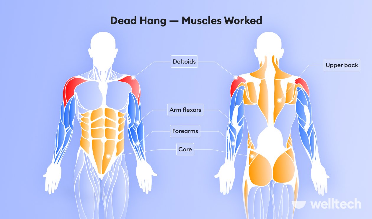 https://welltechdev.wpengine.com/wp-content/uploads/2023/09/dead-hang_muscles-worked.jpg