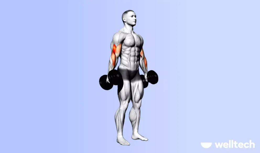 https://welltechdev.wpengine.com/wp-content/uploads/2024/12/Hammer-curl-what-muscles-does-the-bicep-curl-work-992x586.webp