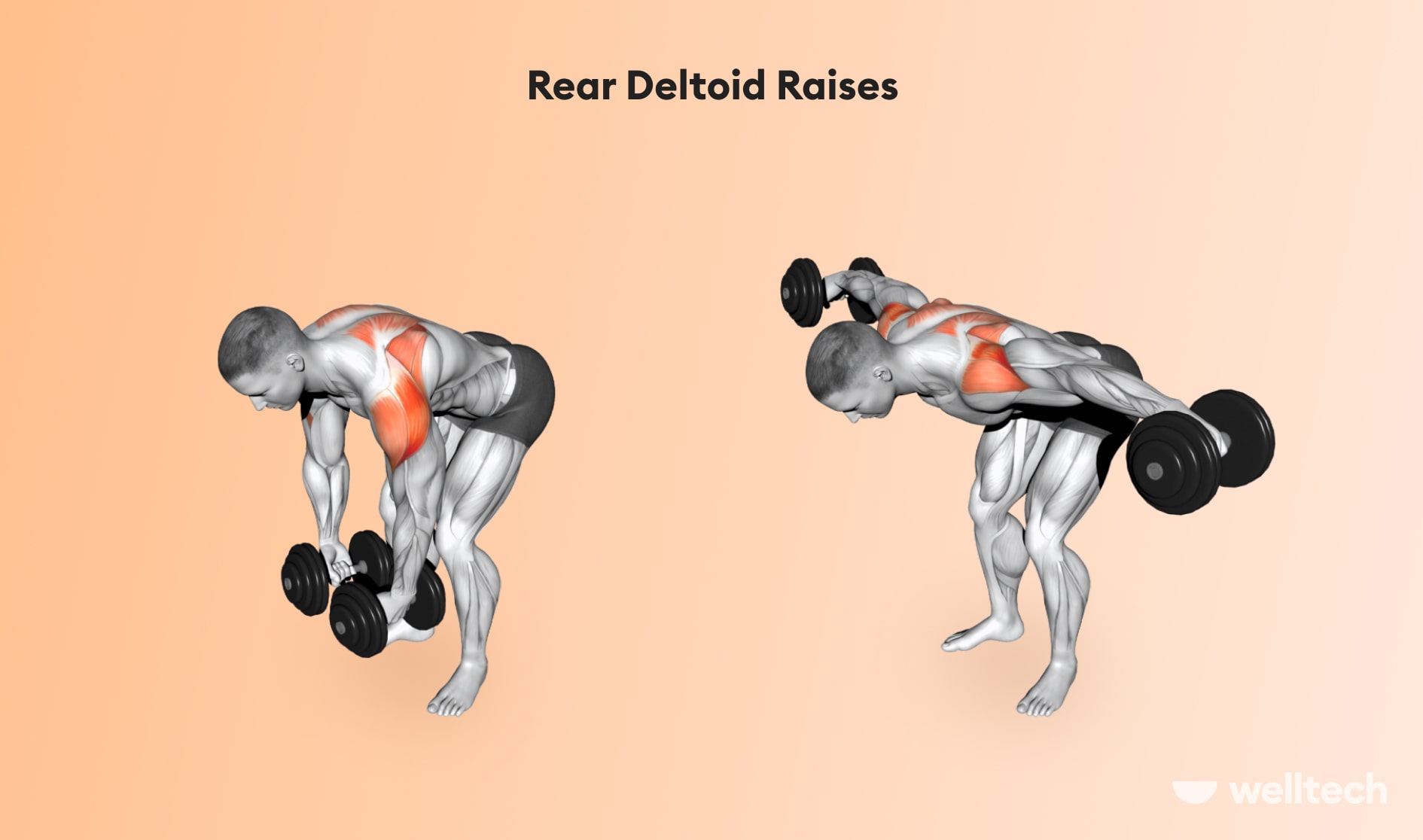 https://welltechdev.wpengine.com/wp-content/uploads/2022/12/Rear-Deltoid-Raises_chest-and-shoulder-workout.jpg