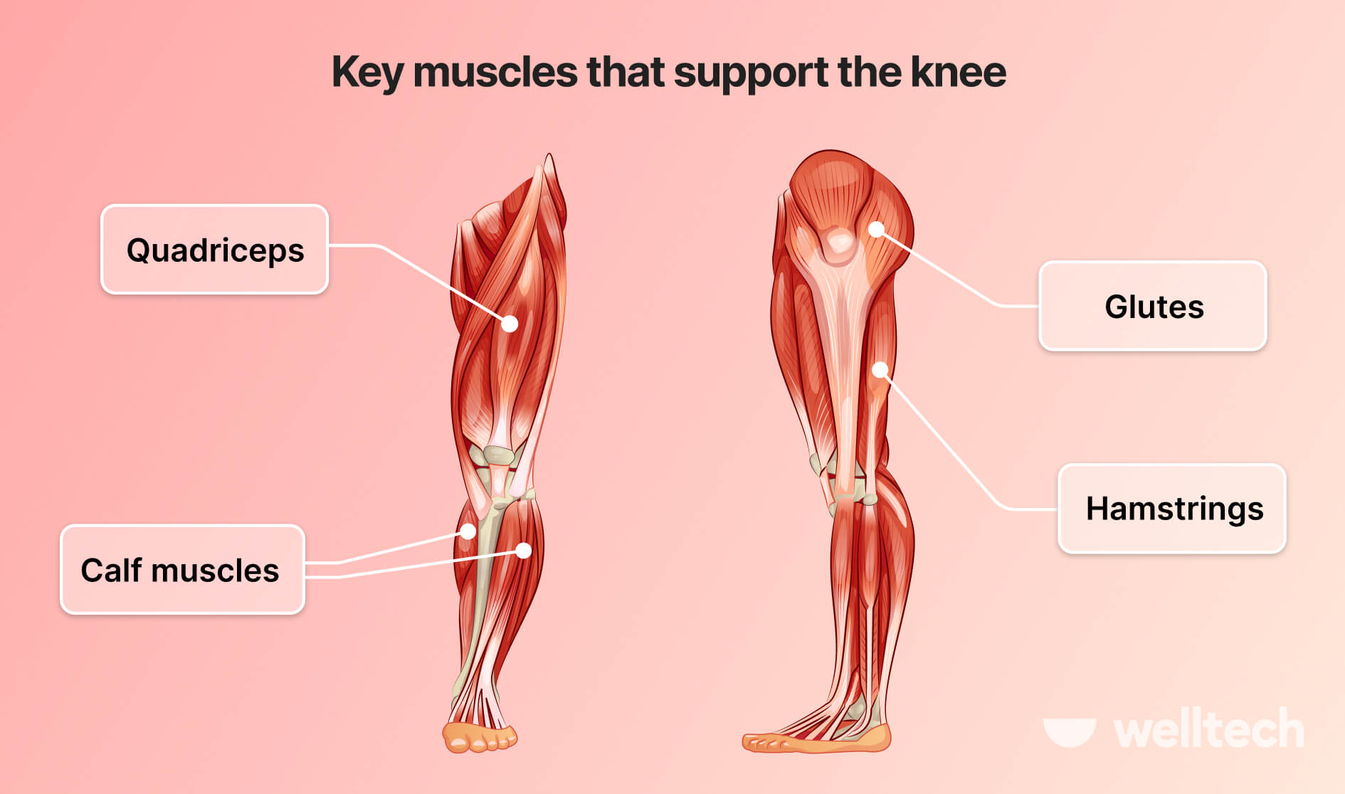 Key muscles that support the knee 