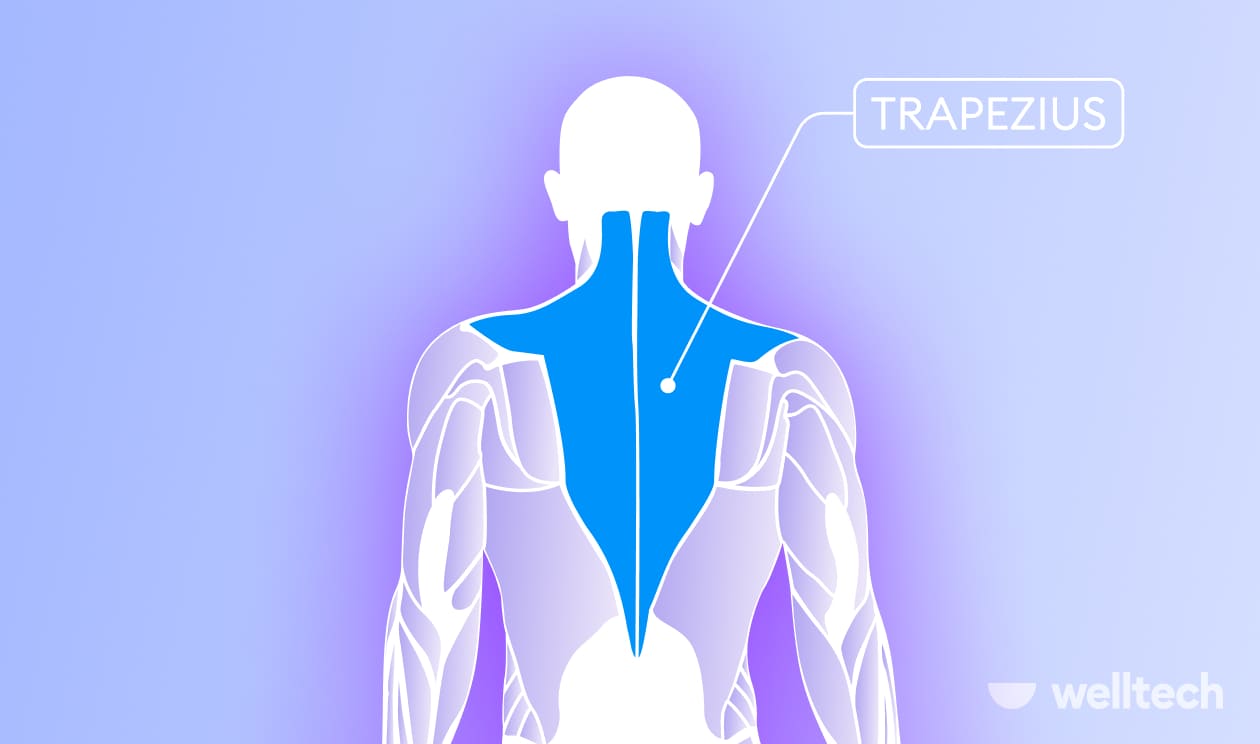 https://welltechdev.wpengine.com/wp-content/uploads/2022/12/traps_trapezius_yoga-for-lats-and-traps.jpg