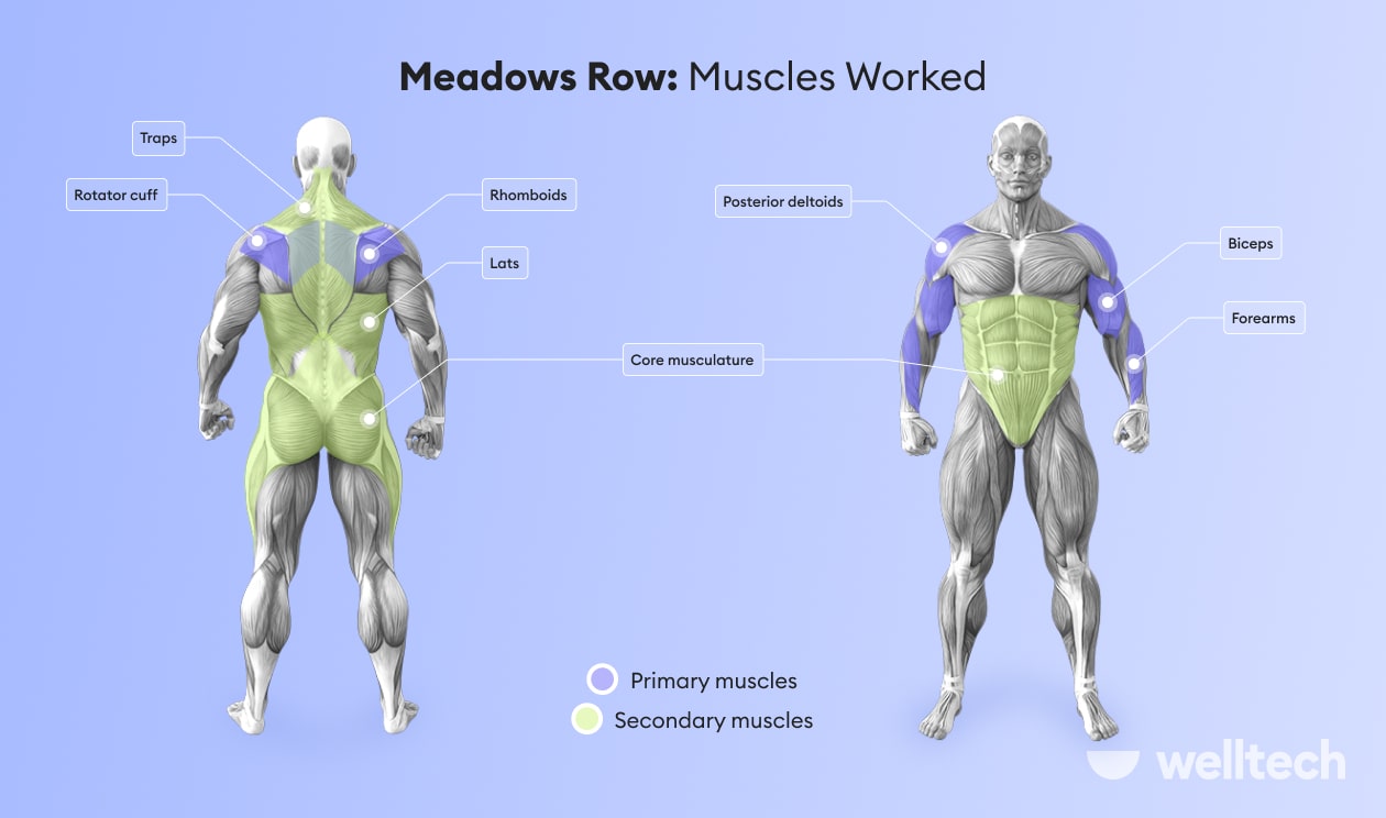 https://welltechdev.wpengine.com/wp-content/uploads/2022/09/meadows-row_muscles-worked-min.jpg