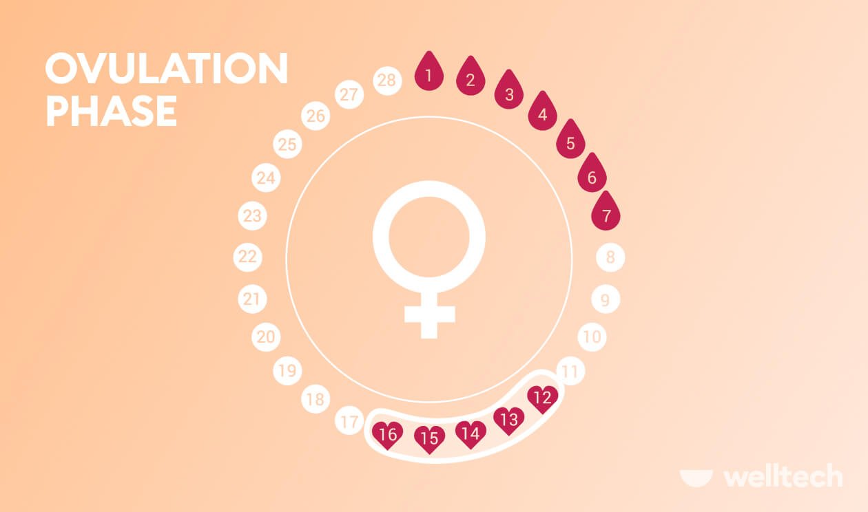 Understanding The Ovulation Phase: Symptoms, Foods To Eat, And How It Affects Mood