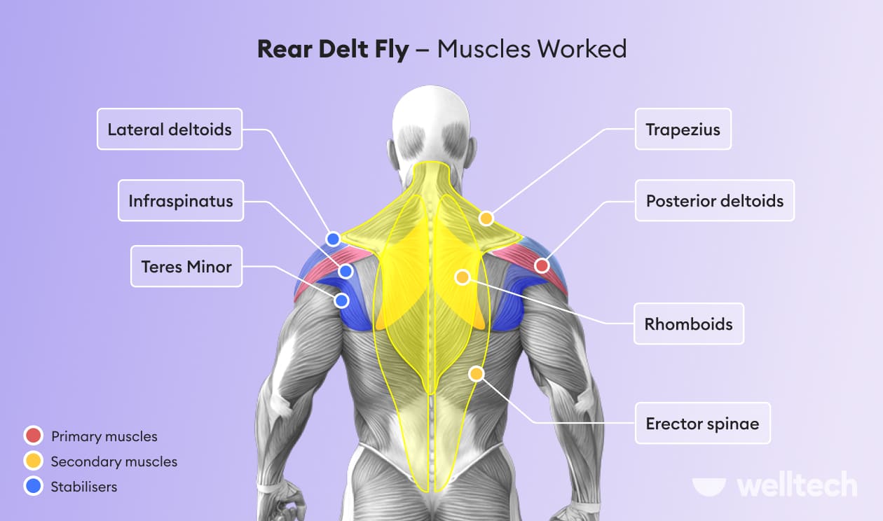 https://welltechdev.wpengine.com/wp-content/uploads/2023/04/Rear-Delt-Fly-—-Muscles-Worked.jpg