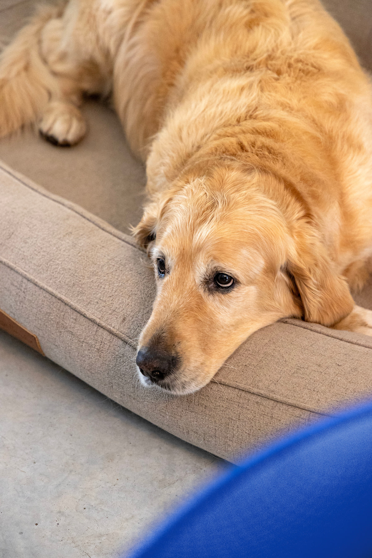 Een golden retriever ligt op een beige hondenbed, laat zijn kop op de rand rusten en ziet er ontspannen en kalm uit.