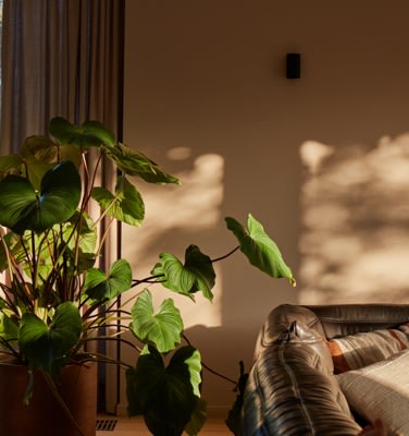 Grande plante verte à côté d’un canapé en cuir dans le salon, baigné d’une lumière chaude qui projette des ombres de feuillage sur le mur beige.