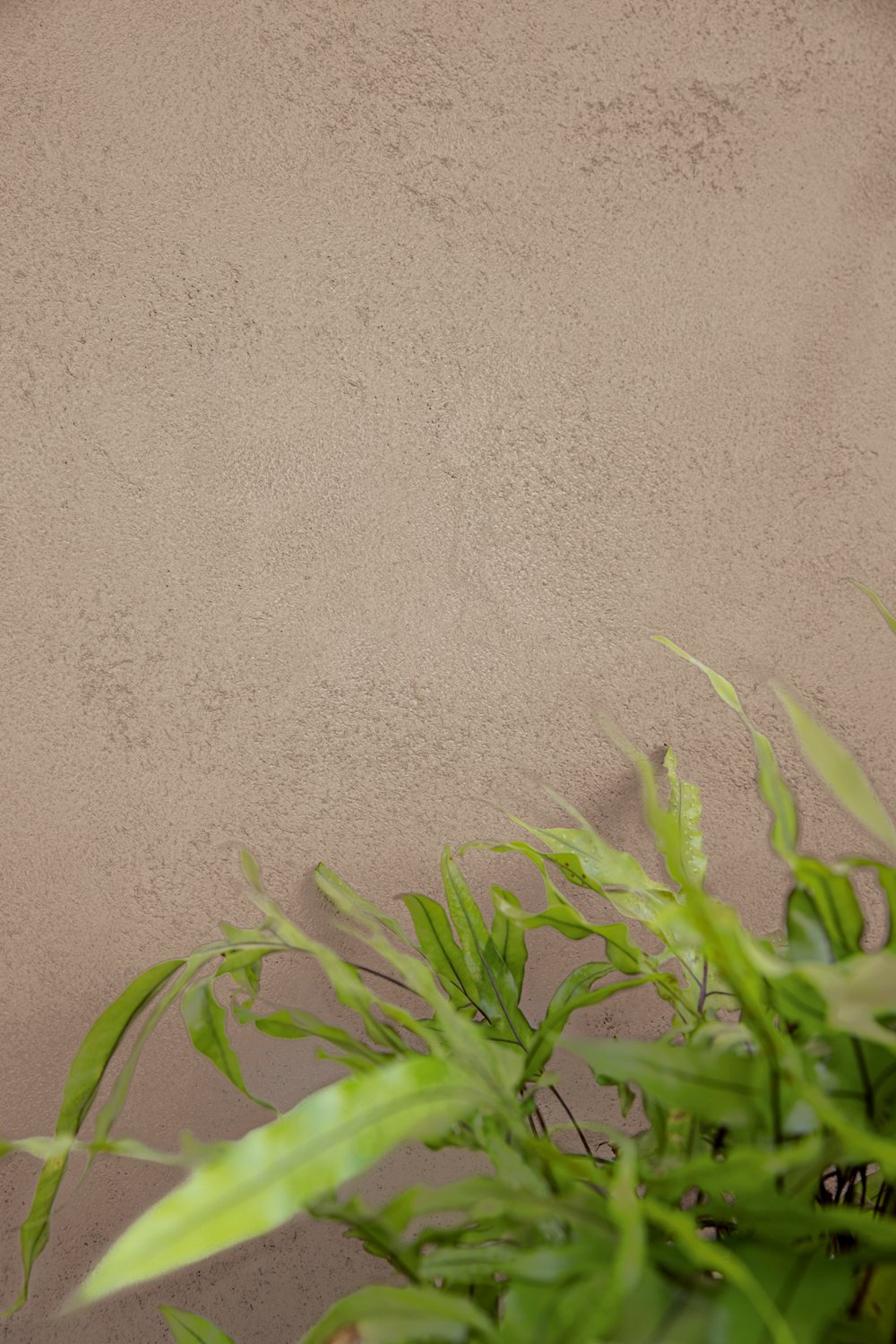 deco - sandrock - gevel - detail muur - bruin - coloramagazine