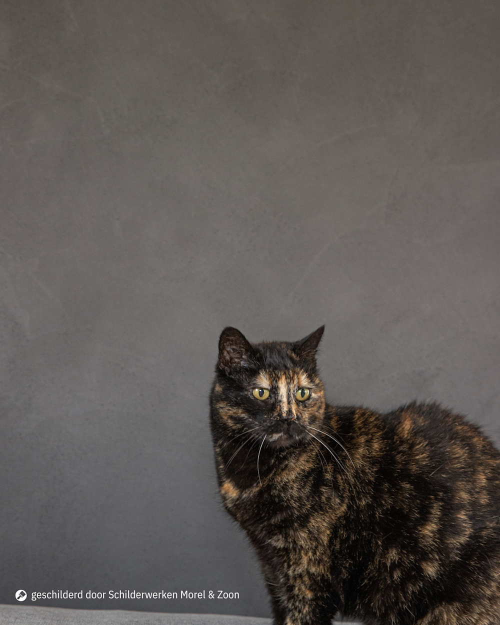 Kat voor een ruwe grijze muur