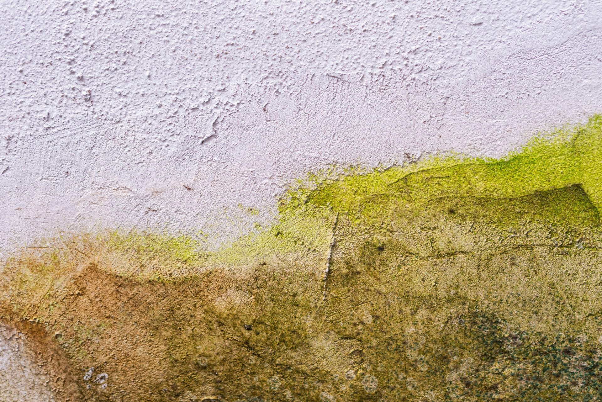 Een close-up van een structuurmuur met zichtbare waterschade en schimmelgroei. Het oppervlak vertoont vlekken van groene en bruine verkleuring die opgaan in de witte verf erboven.