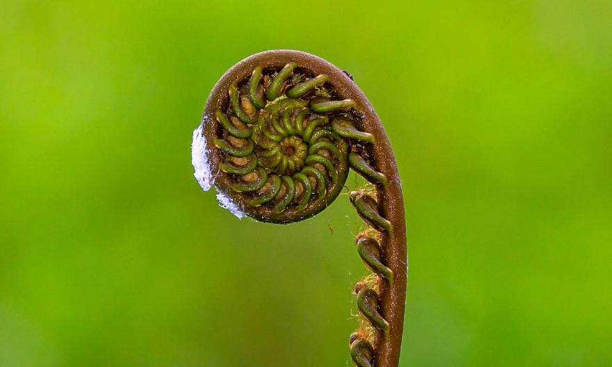 A young fern frond unfurls