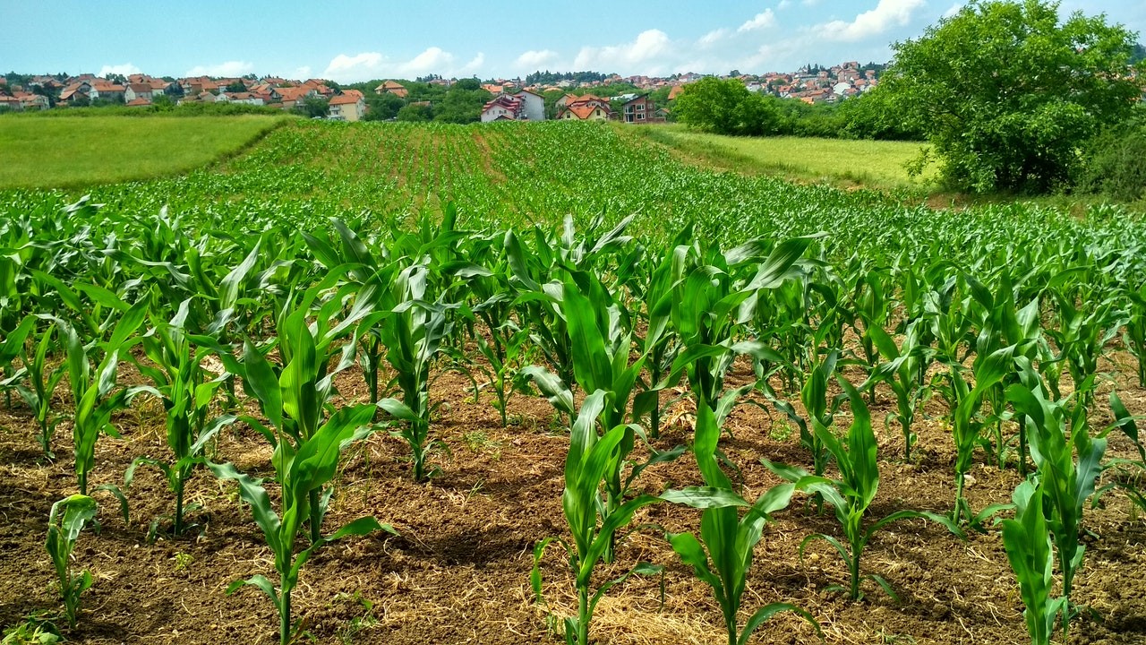 sektor industri-ladang jagung